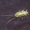 A live pillbug.