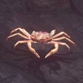 A live crab.