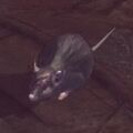 A live rat.